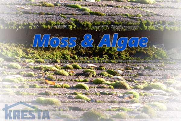 moss and algea on roof roofing company san antonio