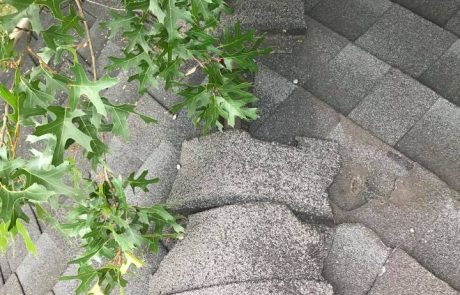 trimmed tree branch damage to roof inspection free san antonio texas roofers